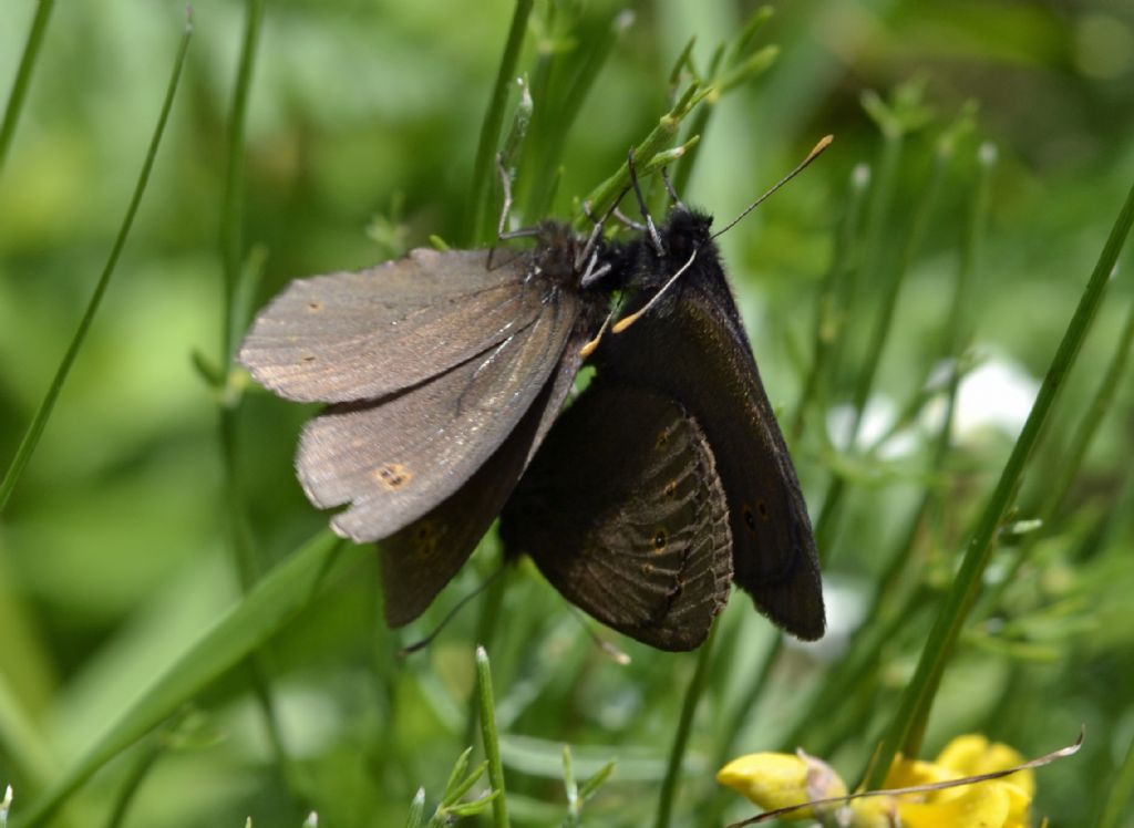 Erebia pluto?